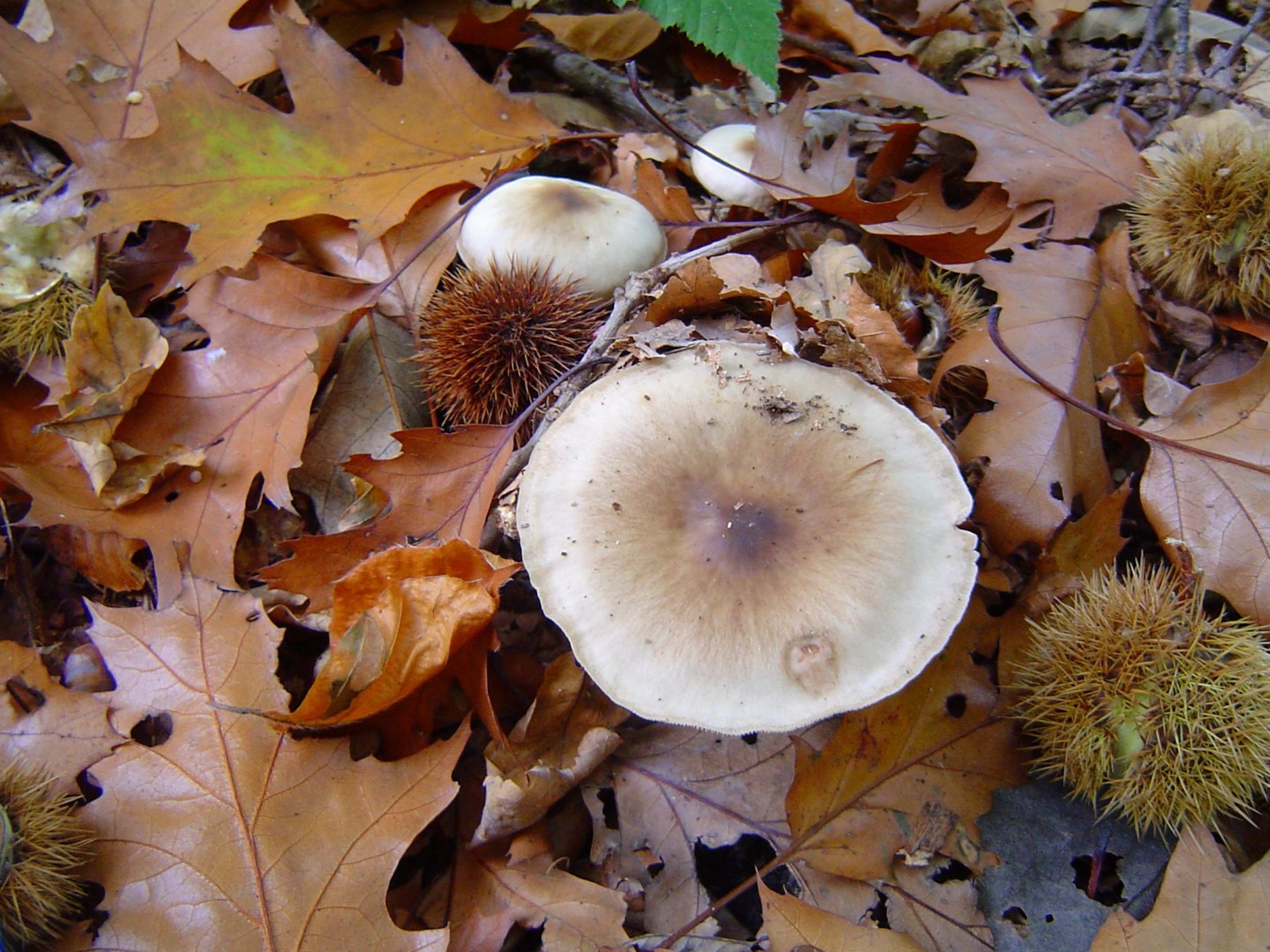 Herfstwandeling Bingelrade